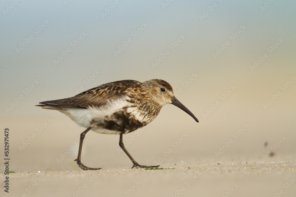 bird - Dunlin Calidris alpina adult migratory bird, shorebird bird - Dunlin Calidris alpina adult migratory bird, shorebird