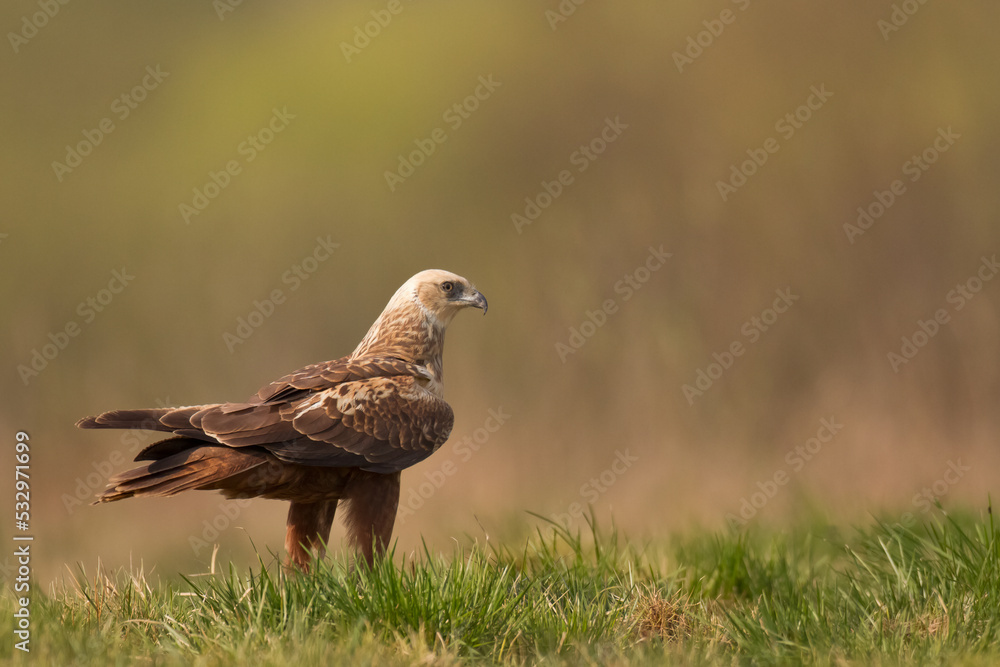 Birds of prey - Marsh Harrier male Circus aeruginosus hunting time Birds of prey - Marsh Harrier male Circus aeruginosus hunting time