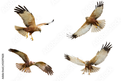 Bird of prey Marsh Harrier Circus aeruginosus isolated on white background - mix set four flying birds © Marcin Perkowski