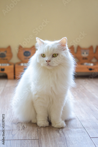 Photography Stories of people who love cats