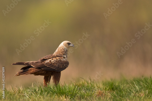 Birds of prey - Marsh Harrier male Circus aeruginosus hunting time © Marcin Perkowski