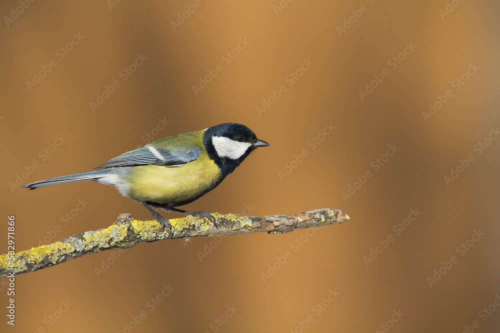 Fototapeta premium Colorful great tit ( Parus major ) perched on a tree trunk, photographed in horizontal, amazing background