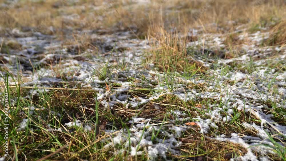 Rime and first fallen snow on a dry field grass. Rime and first fallen snow on a dry field grass.