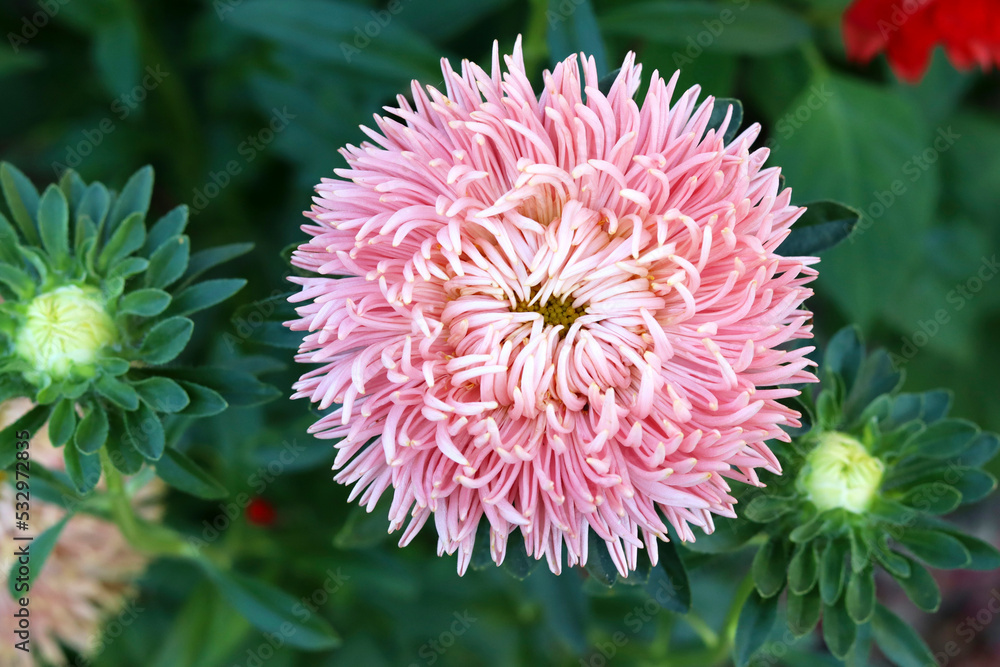 Pink aster in the garden in the flower bed. Beautiful natural background. Good quality Pink aster in the garden in the flower bed. Beautiful natural background. Good quality