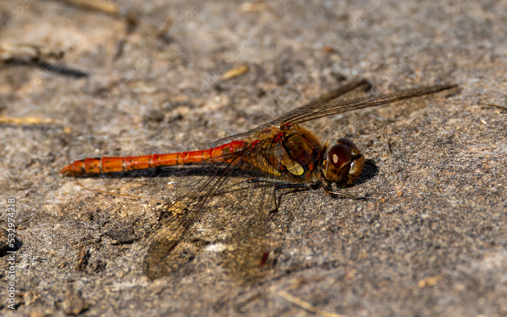 Close up of a male common darter. Close up of a male common darter.