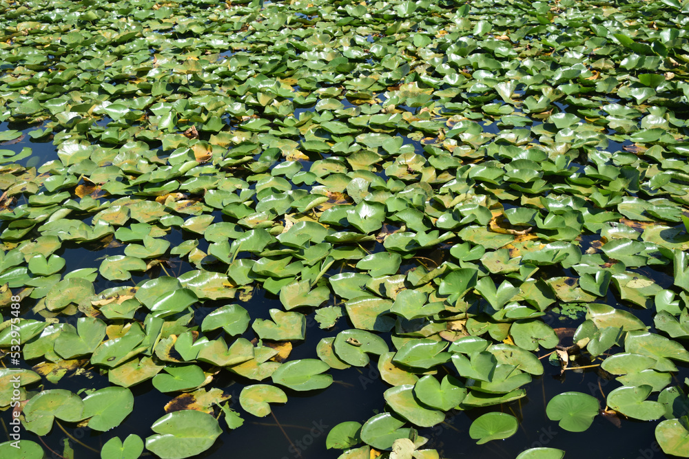 green leaves of water lilies on the dark surface of the lake green leaves of water lilies on the dark surface of the lake