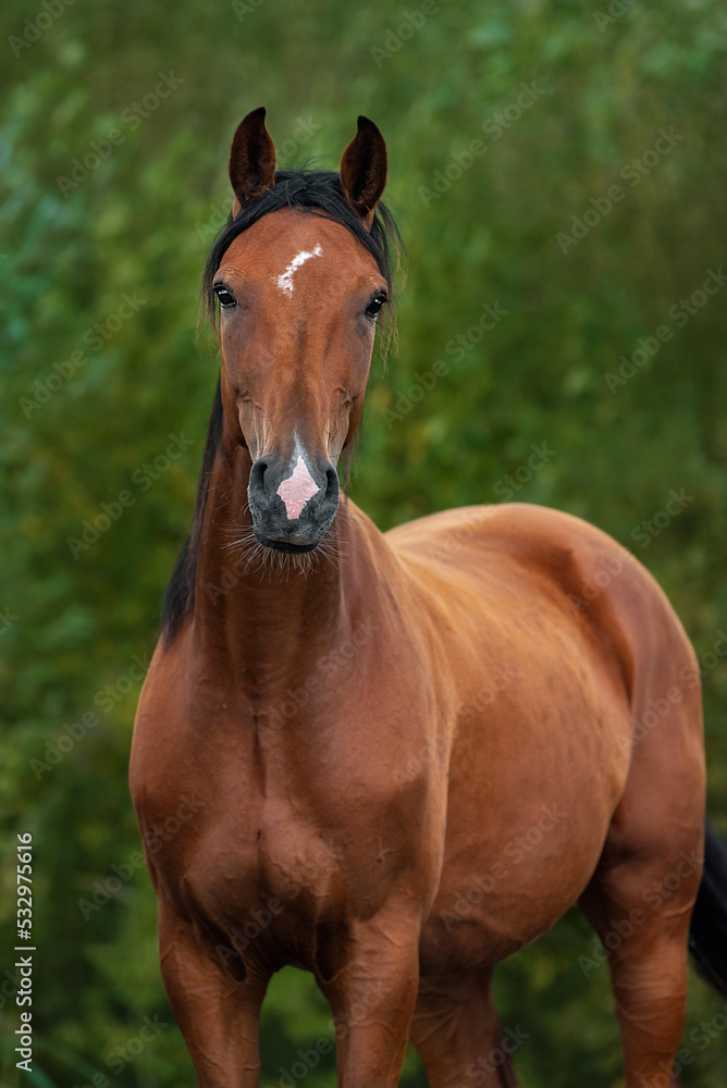 Portrait of beautiful bay horse in summer