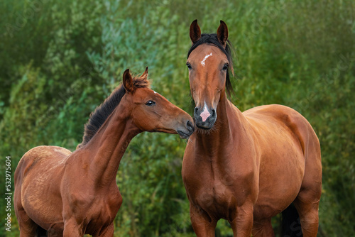 Portrait of two beautiful horses. Mare with a foal in summer. © Rita Kochmarjova