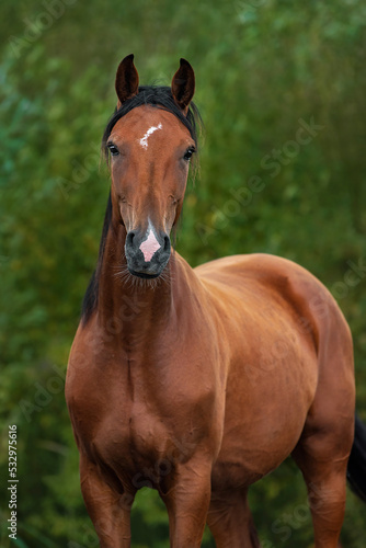 Portrait of beautiful bay horse in summer