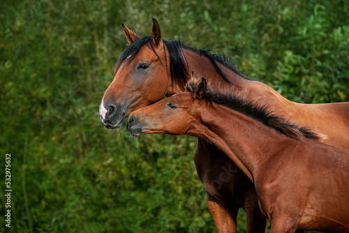 Portrait of two beautiful horses. Mare with a foal in summer.