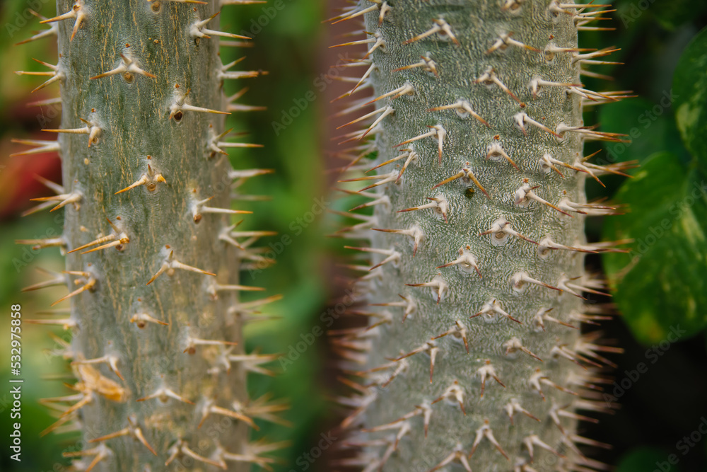 A houseplant. A large prickly cactus in the shape of long stems. Natural background. Abstract texture. A houseplant. A large prickly cactus in the shape of long stems. Natural background. Abstract texture.