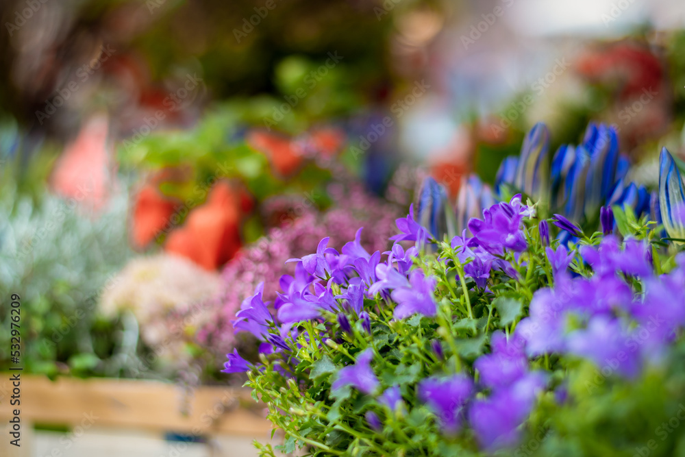 Obraz premium pflanzen mit blüten mit schwacher schärfentiefe