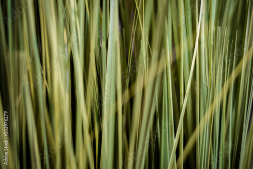 feine Grashalme Gräser als Hintergrund