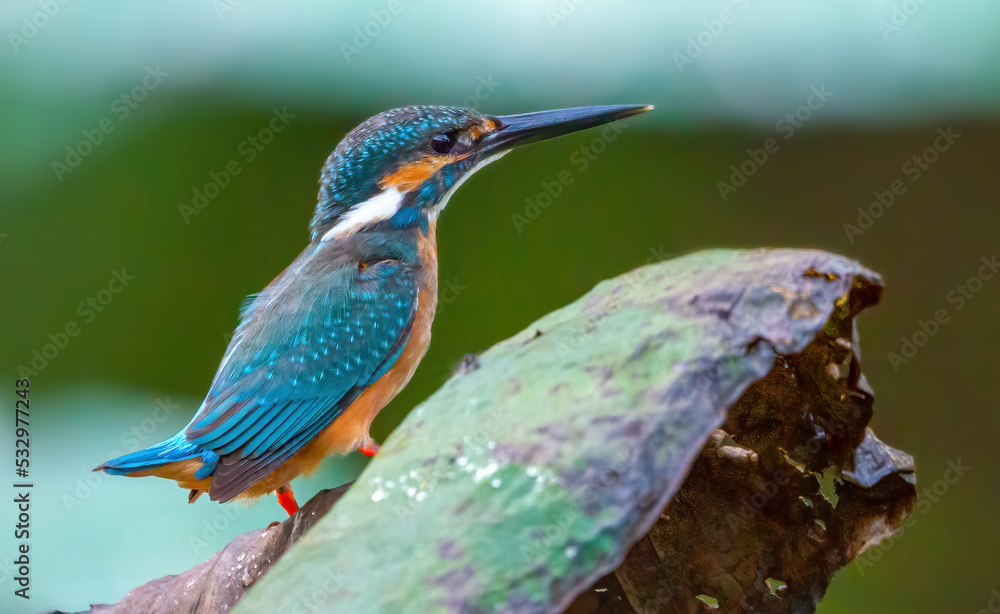 Fototapeta premium Beautiful blue Kingfisher bird, Сommon kingfisher, Alcedo atthis, the Eurasian kingfisher, and river kingfisher. Clamp winter migratory birds in Thailand.