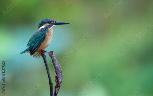 Beautiful blue Kingfisher bird, Сommon kingfisher, Alcedo atthis, the Eurasian kingfisher, and river kingfisher. Clamp winter migratory birds in Thailand.