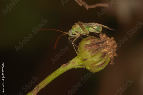 Macrolophus caliginosus is a small green insect. Close up.
