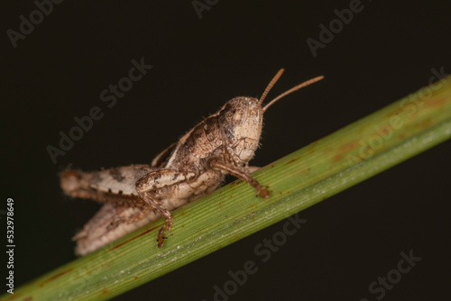 Pezotettix giornae is a grasshopper. Close up in nature. photo