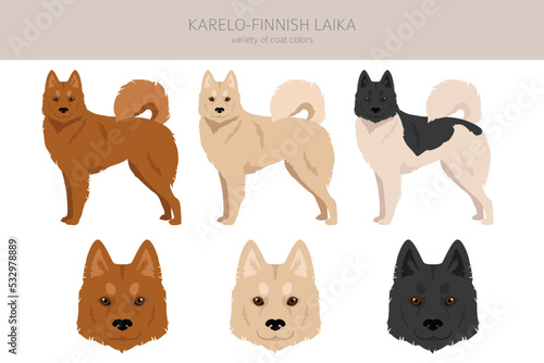 Karelo-Finnish laika  clipart. Different coat colors set