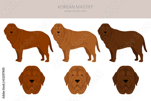 Korean mastiff clipart. Different coat colors set