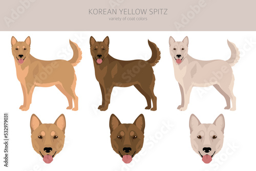 Korean yellow spitz clipart. Different coat colors set