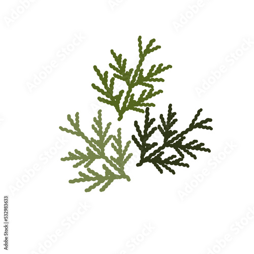 Vector illustration of thuja in flat style. Merry Christmas. The thuja isolated on white background.
