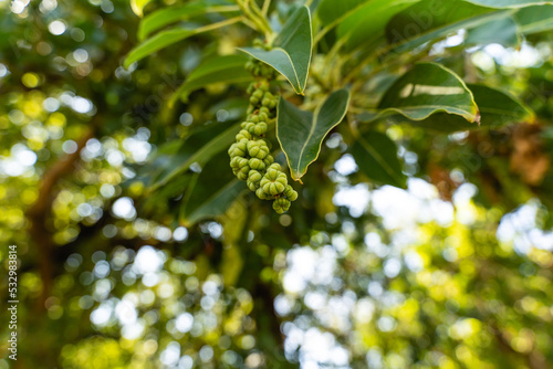 Branch of phytolacca dioica in the park