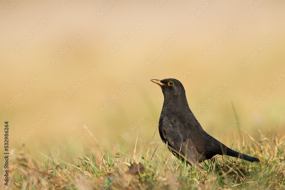 male Blackbird Turdus merula on the forest puddle amazing warm light sunset sundown male Blackbird Turdus merula on the forest puddle amazing warm light sunset sundown