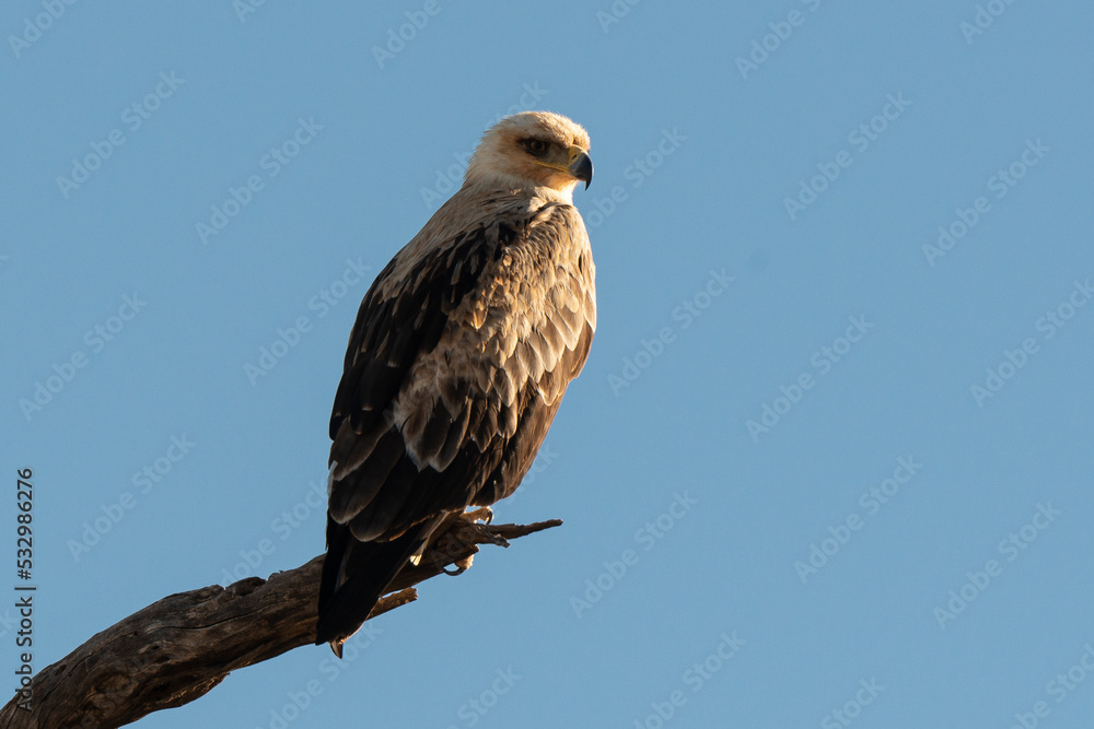 Aigle de Wahlberg,.Hieraaetus wahlbergi, Wahlberg's Eagle Aigle de Wahlberg,.Hieraaetus wahlbergi, Wahlberg's Eagle
