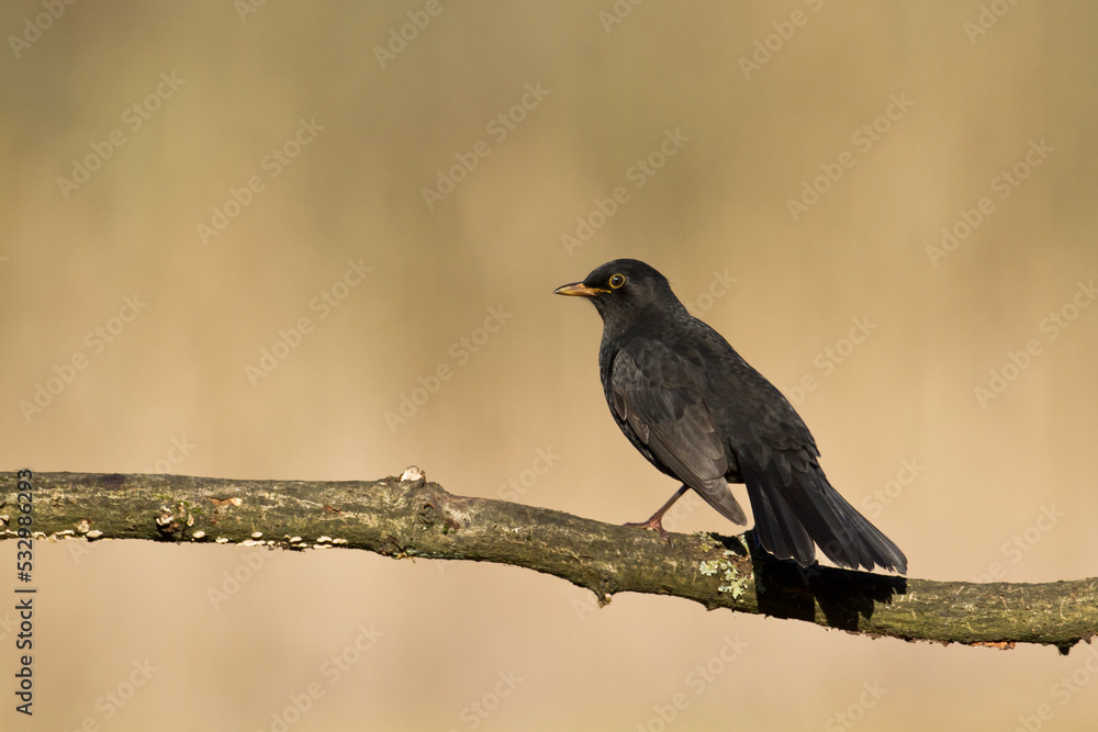 male Blackbird Turdus merula on the forest puddle amazing warm light sunset sundown male Blackbird Turdus merula on the forest puddle amazing warm light sunset sundown
