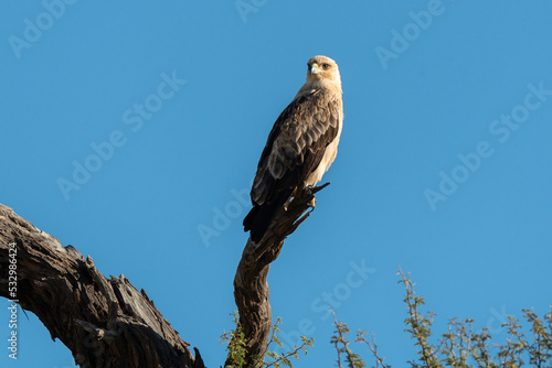 Aigle de Wahlberg,.Hieraaetus wahlbergi, Wahlberg's Eagle