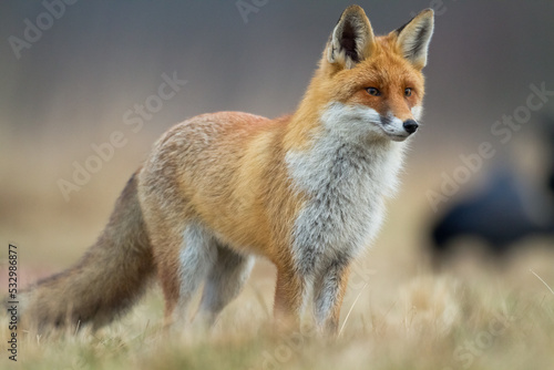 Fox (Vulpes vulpes) in autumn scenery, Poland Europe, animal walking among meadow hunting time
