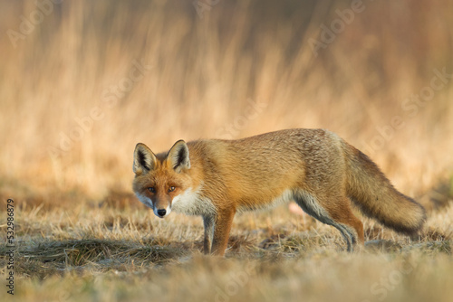 Fox (Vulpes vulpes) in autumn scenery, Poland Europe, animal walking among  meadow hunting time © Marcin Perkowski