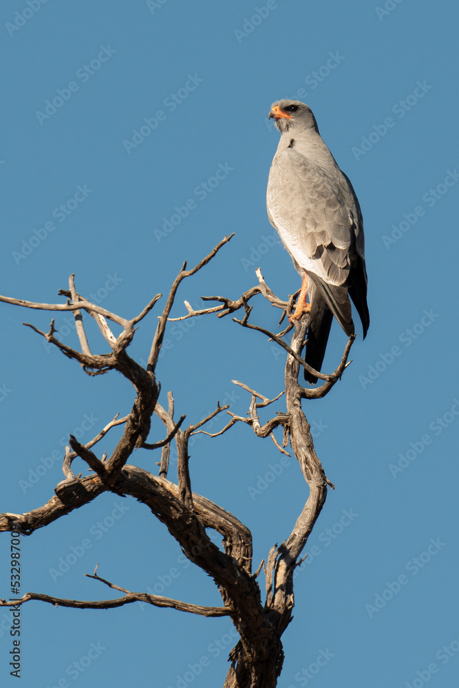 Autour chanteur, .Melierax canorus, Pale Chanting Goshawk Autour chanteur, .Melierax canorus, Pale Chanting Goshawk