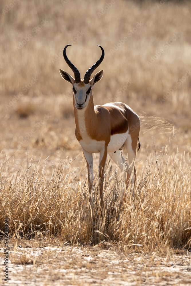 Springbok, Antidorcas marsupialis, Afrique du Sud Springbok, Antidorcas marsupialis, Afrique du Sud