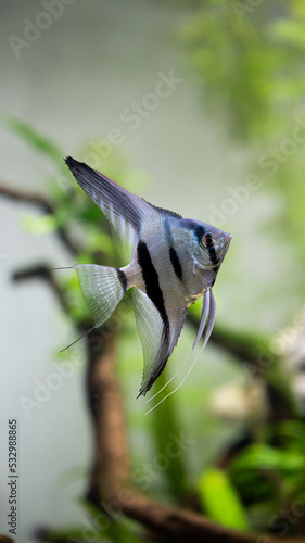 Картината върху платно Skalar, Scalar, Pterophyllum scalare