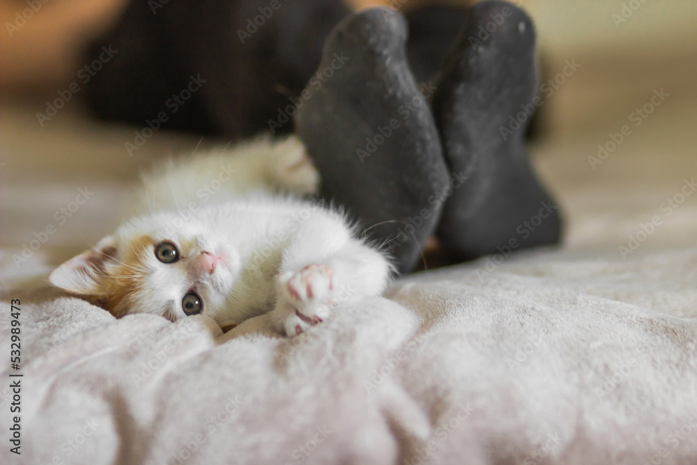 Fototapeta premium Ginger and white kitten playing with the owner's legs on the bed. Kitten attacks and bites the man's leg in black sock.
