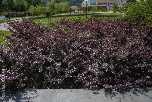 vegetation located in the park in Bistrita ,Prundu Bargaului,Romania, photo