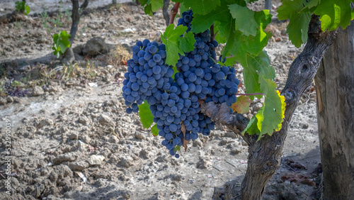 vineyards of Carignano and vermentino wine, Santadi, south Sardinia
 photo