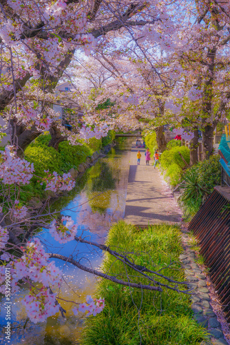 二ヶ領用水（宿河原）の桜 photo