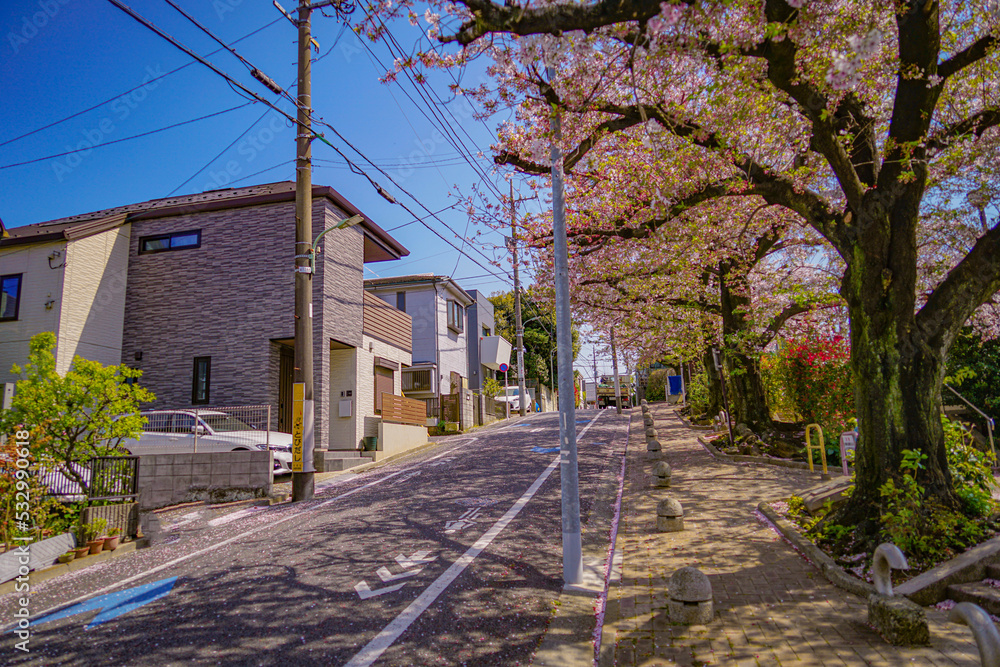 東京都大田区の桜
