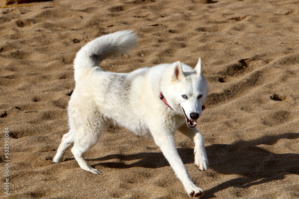 Obraz premium Dog on a walk in a city park in Israel.