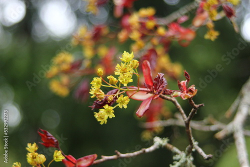 Acer Platanoides 'Goldsworth purple'. Norway Maple tree in flower. photo