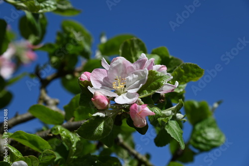 Apfelblüte