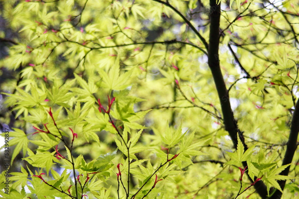 The light green leaves of Japanese maple trees that are blooming at the beginning of spring.