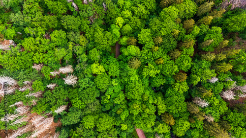 Weg im Wald von Oben Dronen Perspektive Vogelperspektive Luft  Stra  e im Wald Wald weg 