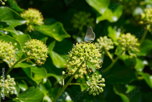 Silver-studded blue (Plebejus argus) butterfly perched on hedge (hedera helix) in Zurich, Switzerland © Janine