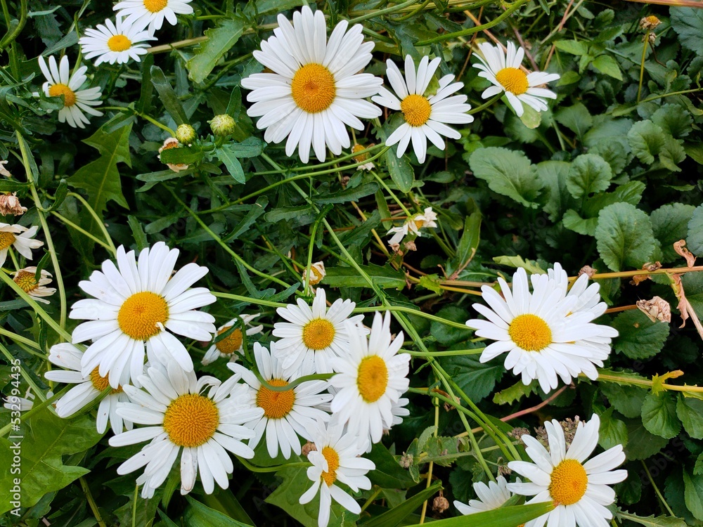 Fototapeta premium White daisies in the garden. Abstract floral background.
