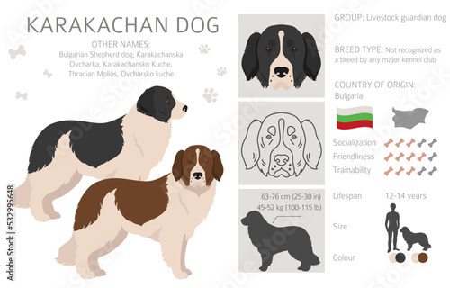 Karakachan dog clipart. Different coat colors set