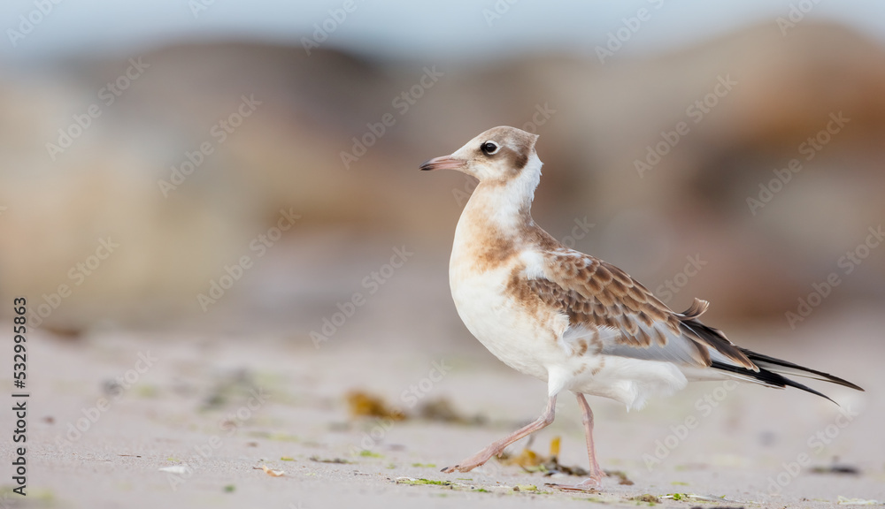 Black-headed Gull - juvenile bird on a sea cost Black-headed Gull - juvenile bird on a sea cost