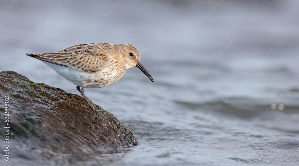 Dunlin - Calidris alpina - young bird at a seashore on the autumn migration way Dunlin - Calidris alpina - young bird at a seashore on the autumn migration way